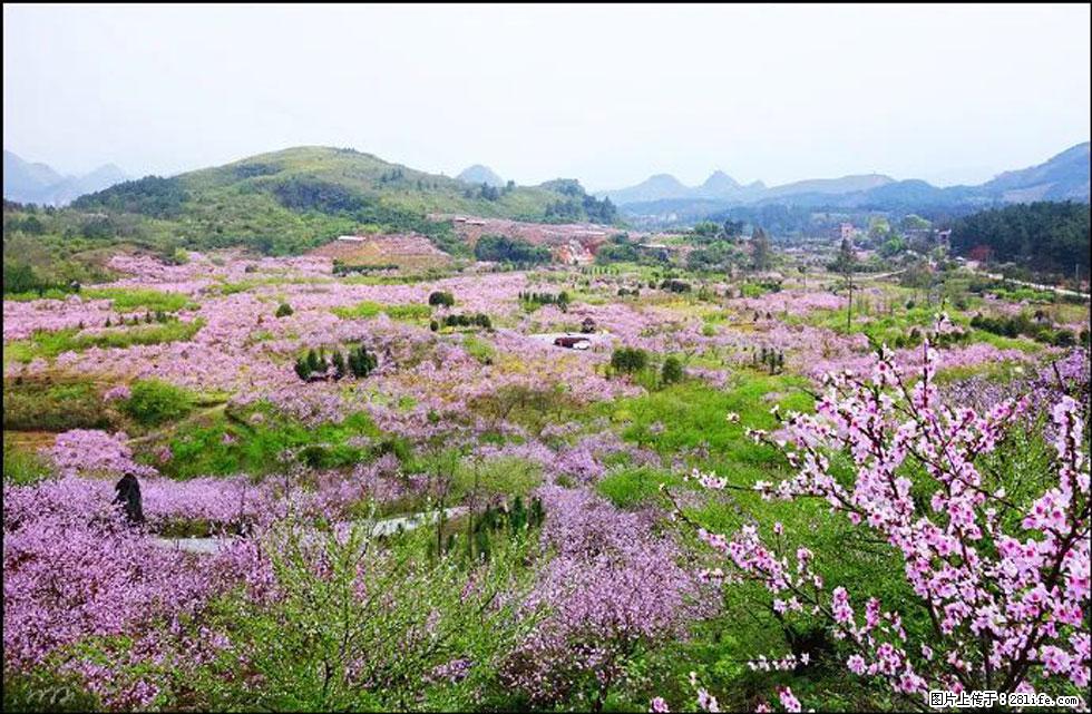 【春天，广西桂林灌阳县向您发出邀请！】官庄村有个醉美的桃花园 - 游山玩水 - 渭南生活社区 - 渭南28生活网 wn.28life.com