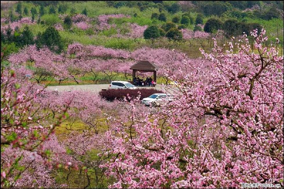 【春天，广西桂林灌阳县向您发出邀请！】官庄村有个醉美的桃花园 - 游山玩水 - 渭南生活社区 - 渭南28生活网 wn.28life.com