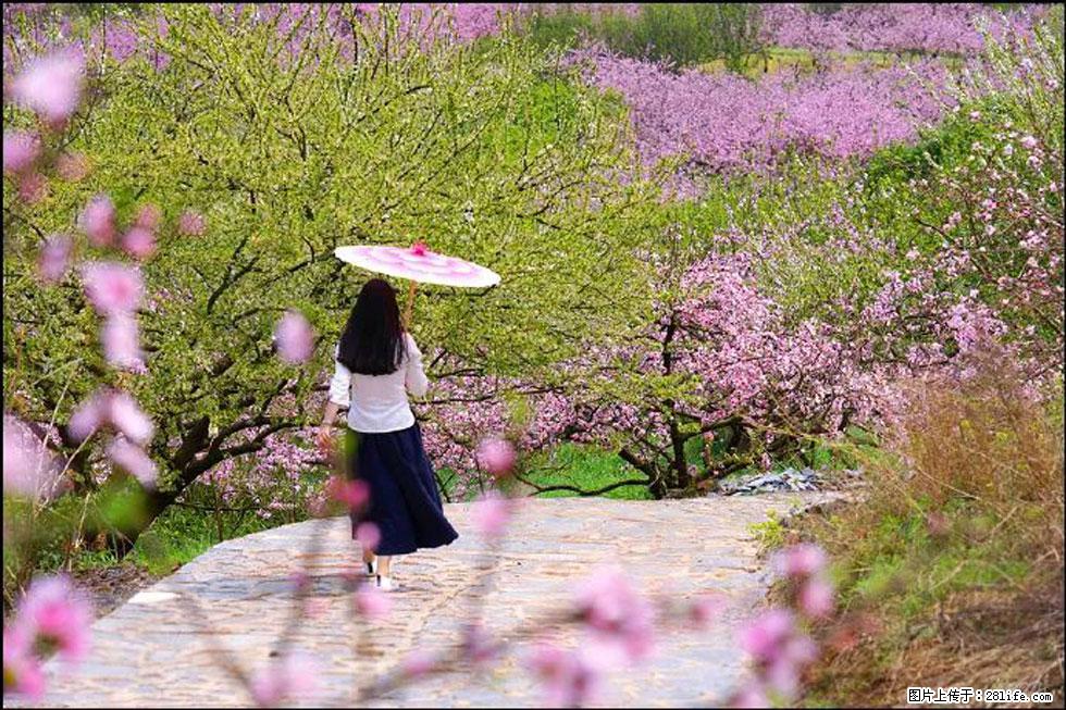 【春天，广西桂林灌阳县向您发出邀请！】官庄村有个醉美的桃花园 - 游山玩水 - 渭南生活社区 - 渭南28生活网 wn.28life.com
