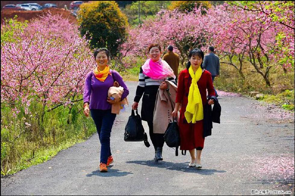 【春天，广西桂林灌阳县向您发出邀请！】官庄村有个醉美的桃花园 - 游山玩水 - 渭南生活社区 - 渭南28生活网 wn.28life.com