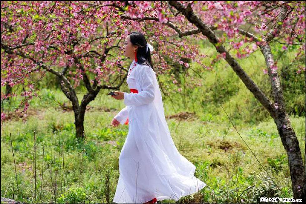 【春天，广西桂林灌阳县向您发出邀请！】官庄村有个醉美的桃花园 - 游山玩水 - 渭南生活社区 - 渭南28生活网 wn.28life.com