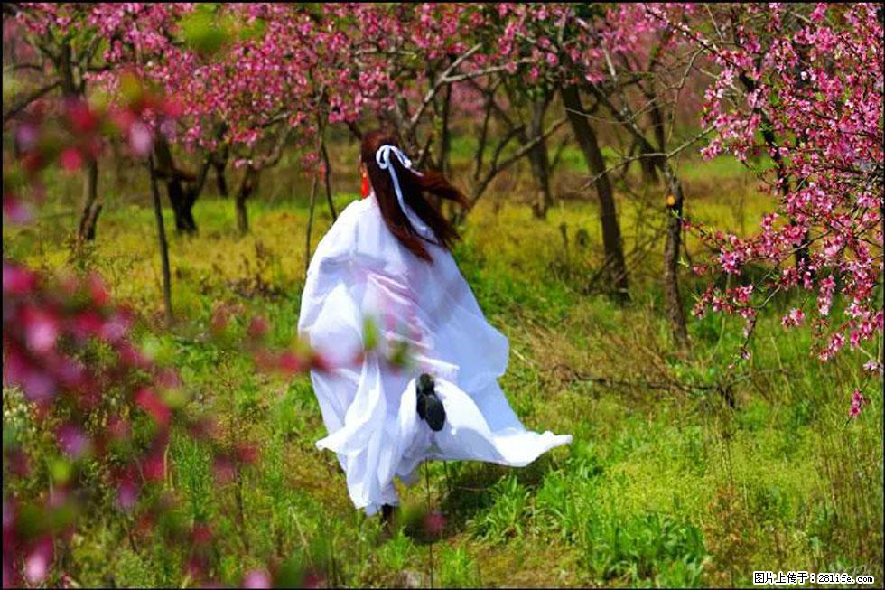 【春天，广西桂林灌阳县向您发出邀请！】官庄村有个醉美的桃花园 - 游山玩水 - 渭南生活社区 - 渭南28生活网 wn.28life.com