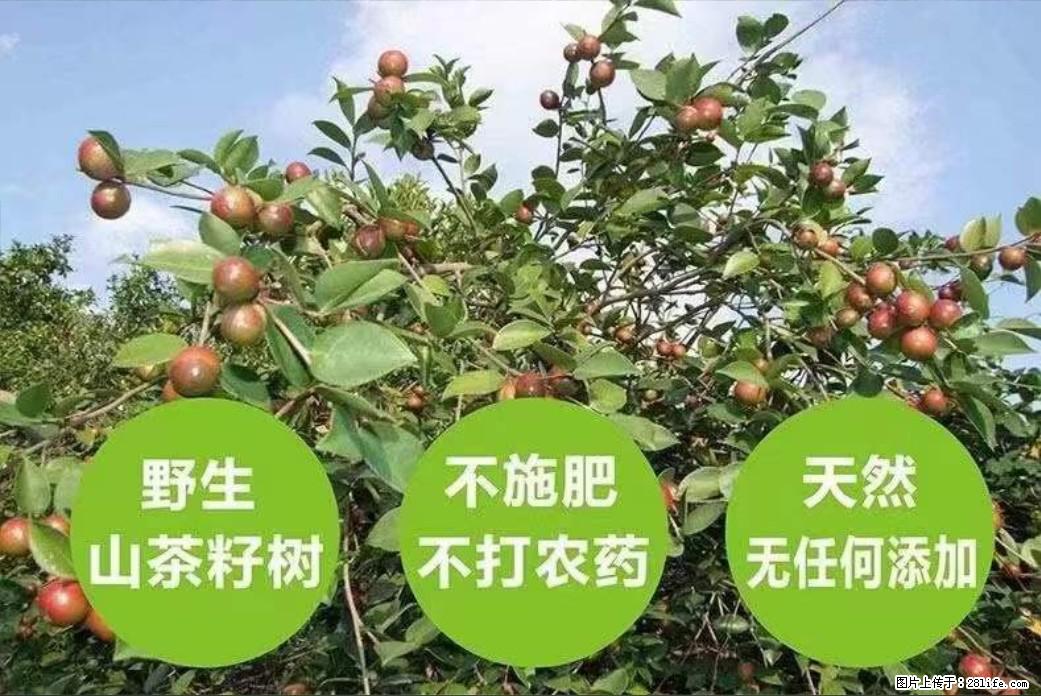 【灌阳县油茶产业示范区】一个有着充实的精神生活的人,对待身外之物自会有一种淡泊的态度 - 美食天地 - 渭南生活社区 - 渭南28生活网 wn.28life.com