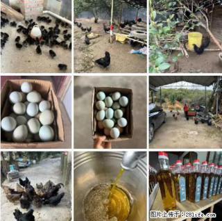 油茶园从小鸡仔开始养起的纯土鸡、土鸡蛋可以预定啦!还有前几天刚榨的纯山茶油哦 - 渭南28生活网 wn.28life.com