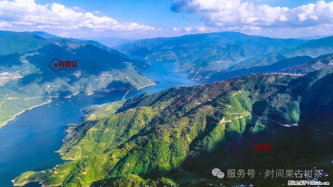 时间果百年古树龙珠普洱生茶 - 购物交流 - 渭南生活社区 - 渭南28生活网 wn.28life.com