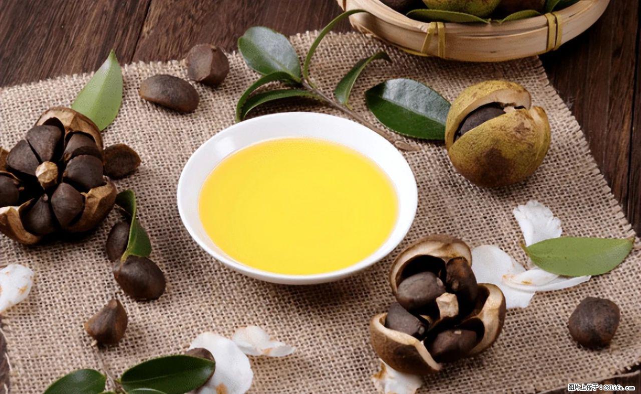 揭秘茶油的5大核心营养成分!被称为人体健康的“守护盾”! - 渭南生活资讯 - 渭南28生活网 wn.28life.com