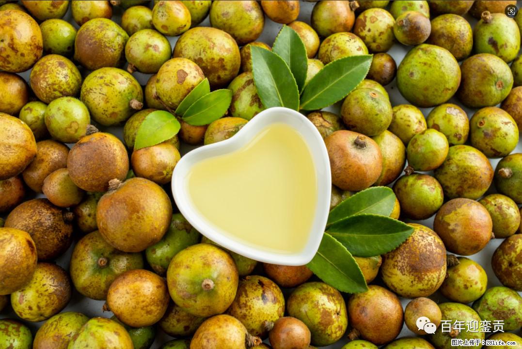 世界没有真相,只有认知,最好的食用油是中国的山茶油! - 渭南生活资讯 - 渭南28生活网 wn.28life.com