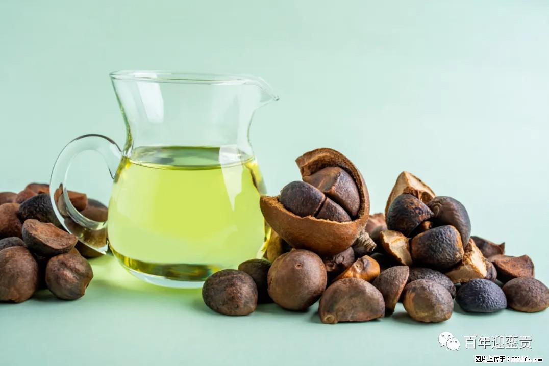 世界没有真相,只有认知,最好的食用油是中国的山茶油! - 渭南生活资讯 - 渭南28生活网 wn.28life.com
