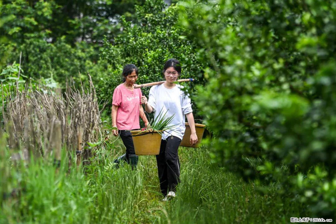 全网追的“扁担女孩”,找了一份暑假工,时薪12元 - 渭南生活资讯 - 渭南28生活网 wn.28life.com