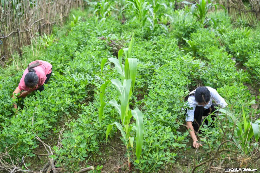 全网追的“扁担女孩”,找了一份暑假工,时薪12元 - 渭南生活资讯 - 渭南28生活网 wn.28life.com