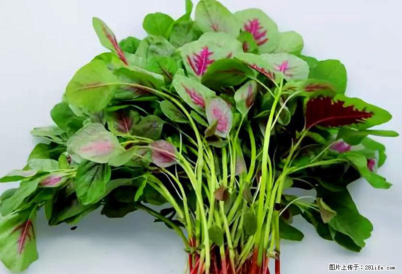 这些蔬菜是“天然钙片”，这6种被医生重点推荐 - 渭南生活资讯 - 渭南28生活网 wn.28life.com