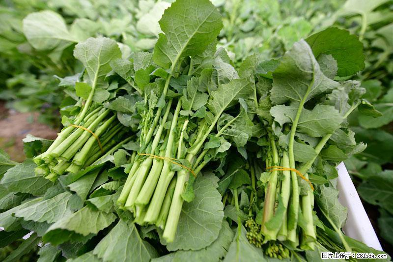 这些蔬菜是“天然钙片”，这6种被医生重点推荐 - 渭南生活资讯 - 渭南28生活网 wn.28life.com